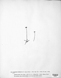 Laccaria laccata image